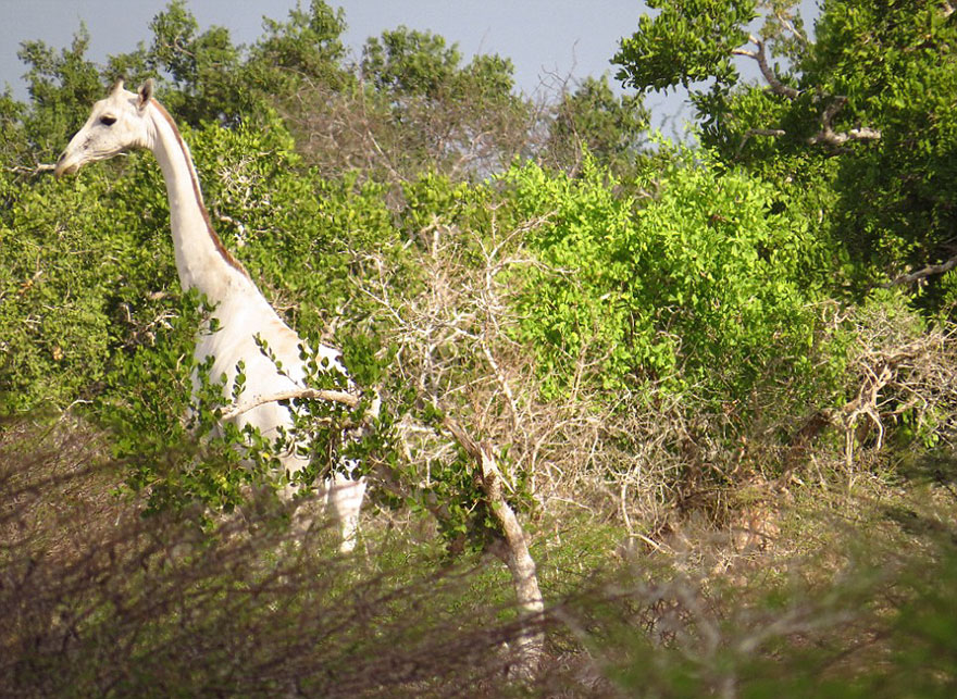 white-giraffe-albino-leucism-jamie-manuel-kenya-12