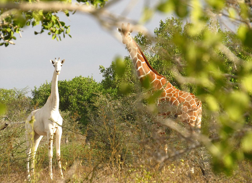 white-giraffe-albino-leucism-jamie-manuel-kenya-14