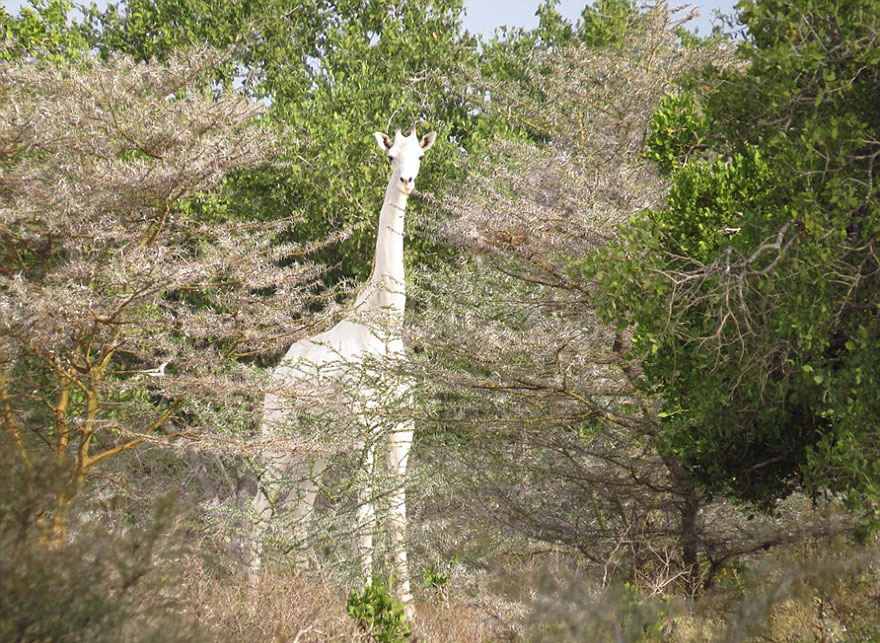 white-giraffe-albino-leucism-jamie-manuel-kenya-15