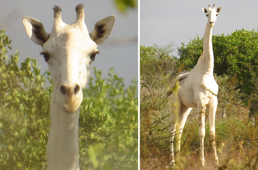white-giraffe-albino-leucism-jamie-manuel-kenya-18
