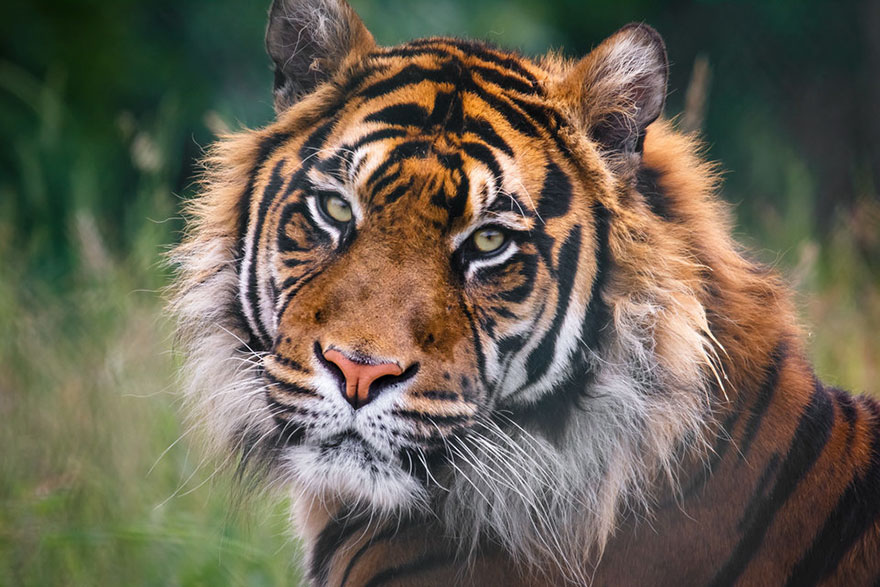 wild-tiger-population-increase-world-wildlife-fund-2