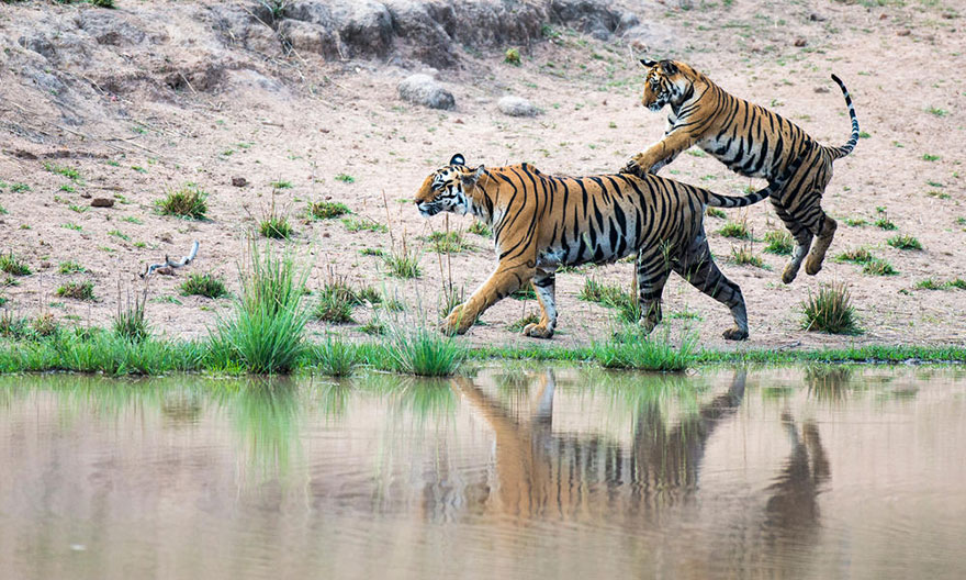 wild-tiger-population-increase-world-wildlife-fund-5