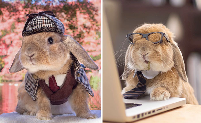Meet PuiPui, The World’s Most Stylish Bunny (34 Pics)