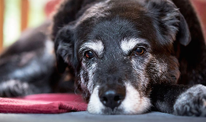World's Oldest Dog Maggie Dies Aged 30