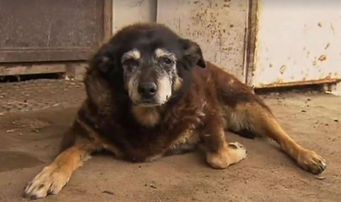 World’s Oldest Dog Maggie Dies Aged 30