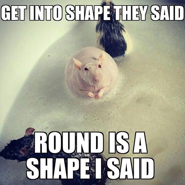 The Thing Is These Memes Of Rats Are Surprisingly Good