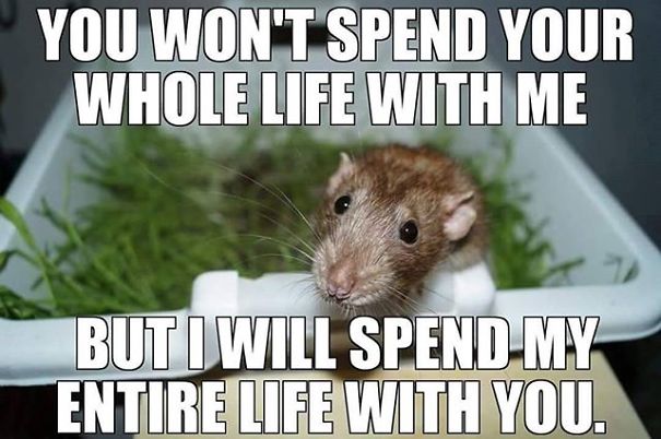 The Thing Is These Memes Of Rats Are Surprisingly Good