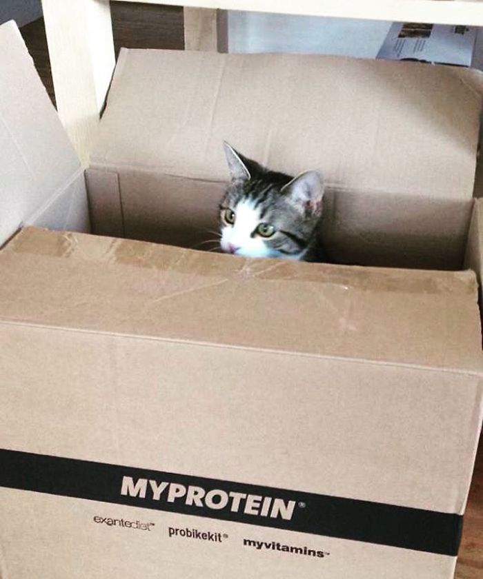 My Protein Cat