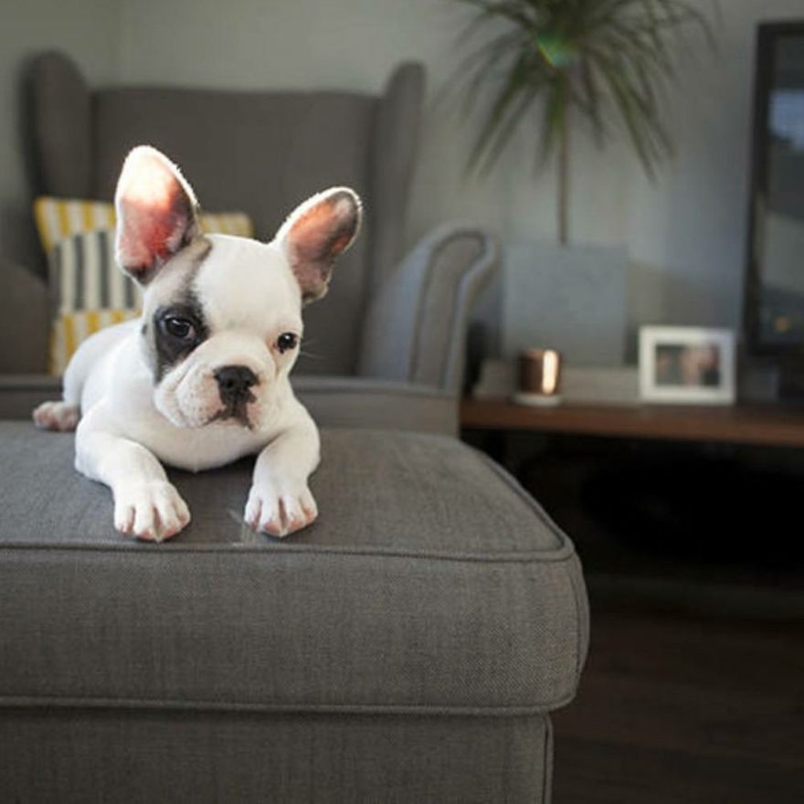 Adorable French Bulldog Puppy Darwin Loves To Pose For Pictures