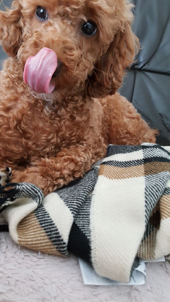 My Dog Coco Licking Her Nose