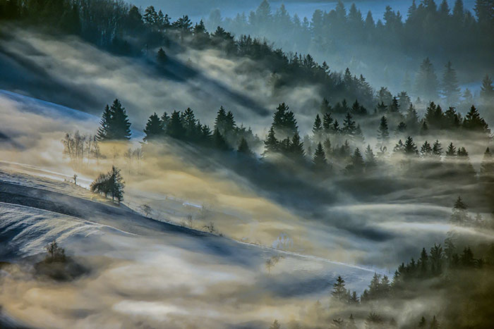 Hypnotizing Forests Of Slovenia, My Homeland