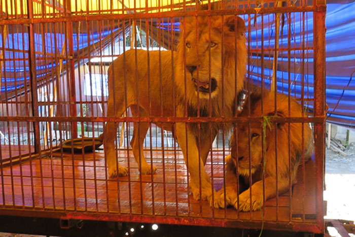 33-circus-lions-rescue-airlift-adi-africa-11)
