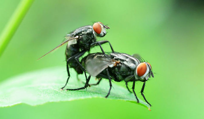 I Shoot Insects While They Are Making Love