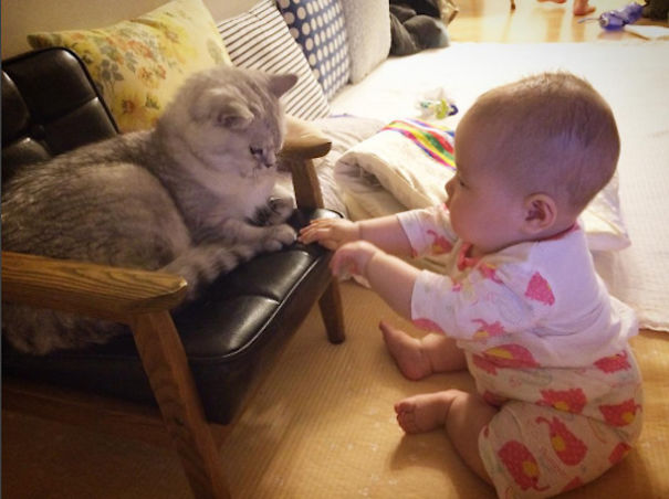 2 Adorable British Shorthairs Love Their Baby Human