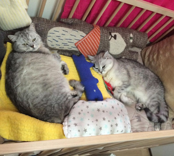 2 Adorable British Shorthairs Love Their Baby Human
