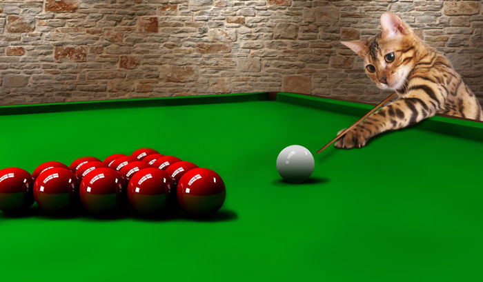 Cat In Sports: 11 Funny Photo Proofs From Simba