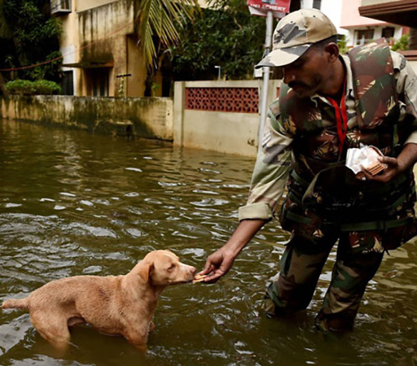 A Tamilnadu Firefighter Giving Bisucits To A Dog During Chennai Floods