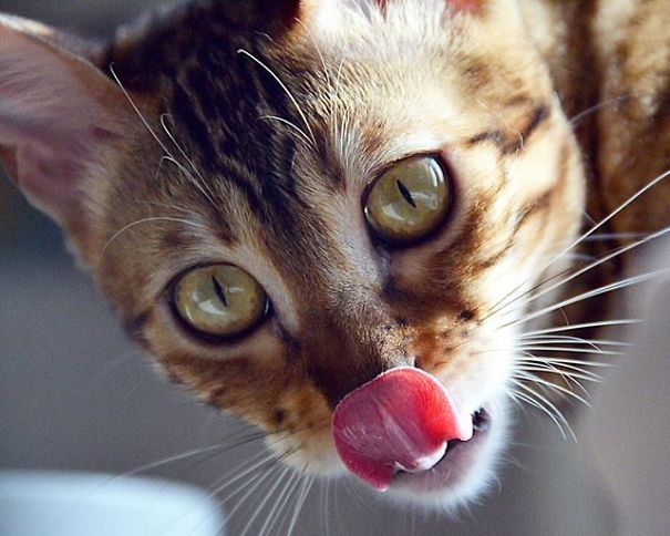 36 Cat Photography Tips For Beautiful Photos