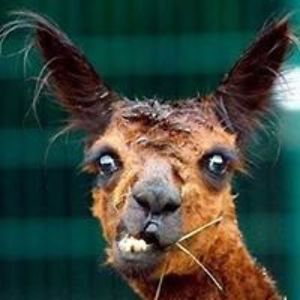 darkwingdragonfly avatar