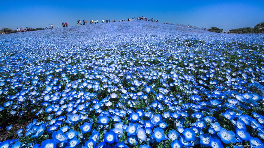 4.5 Million Baby Blue Eyes Just Bloomed In Japan's Hitachi Seaside Park And I Shot Them