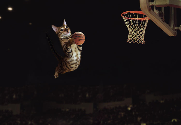Cat In Sports: 11 Funny Photo Proofs From Simba
