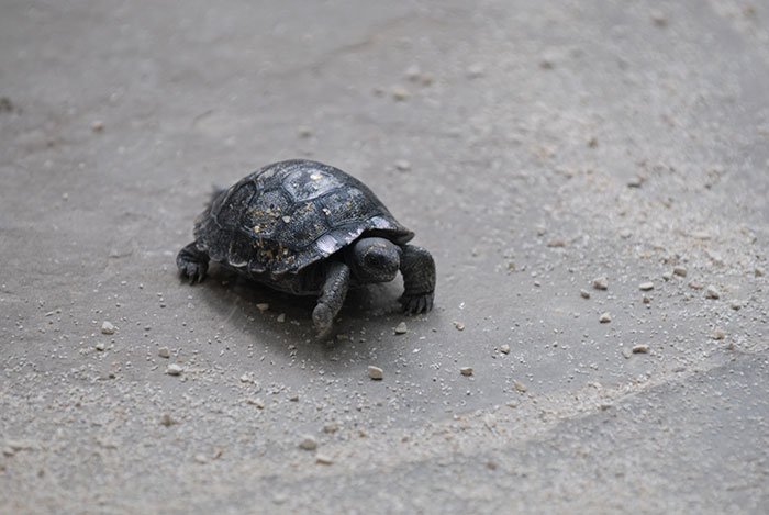 80-years-galapagos-tortoise-birth-9-babies-zurich-zoo-1