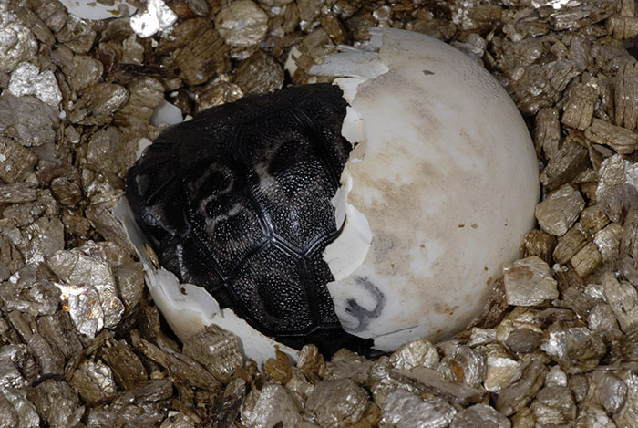 80-years-galapagos-tortoise-birth-9-babies-zurich-zoo-2