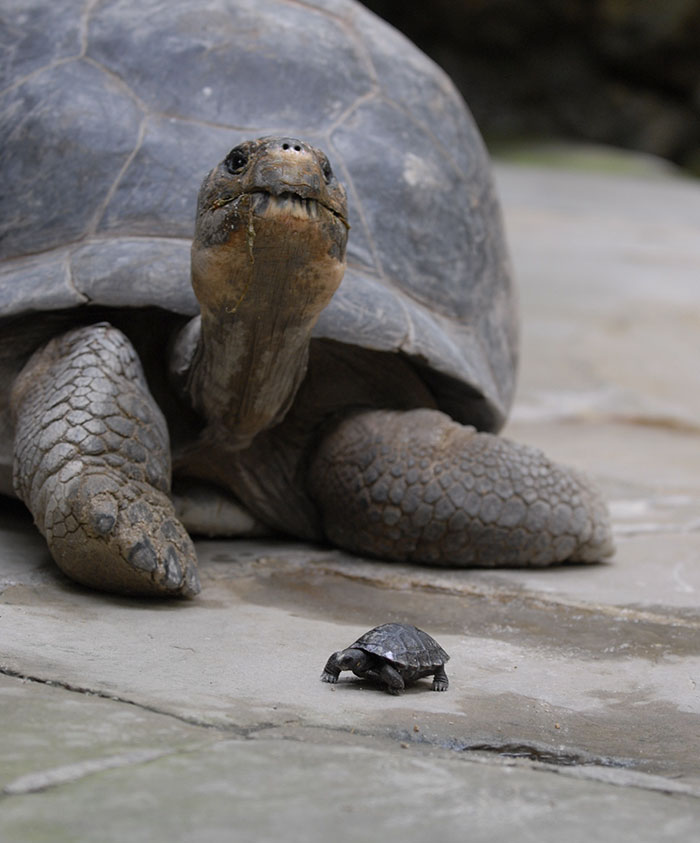 80-years-galapagos-tortoise-birth-9-babies-zurich-zoo-3