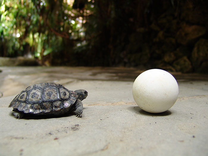 80-years-galapagos-tortoise-birth-9-babies-zurich-zoo-4