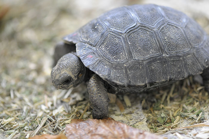 80-years-galapagos-tortoise-birth-9-babies-zurich-zoo-5