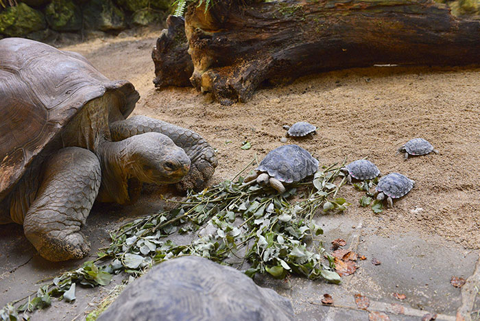 80-years-galapagos-tortoise-birth-9-babies-zurich-zoo-6