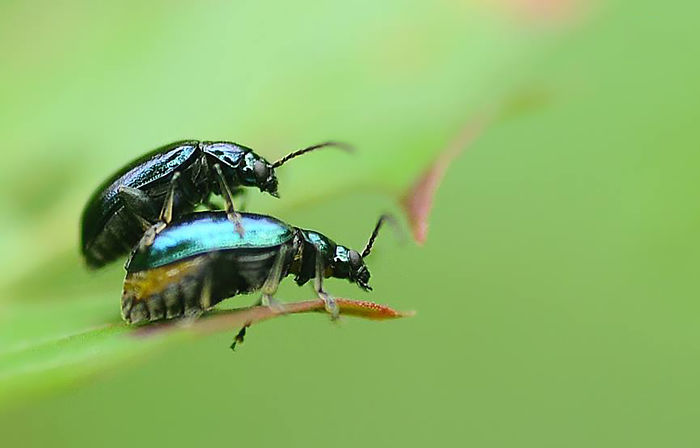 I Shoot Insects While They Are Making Love