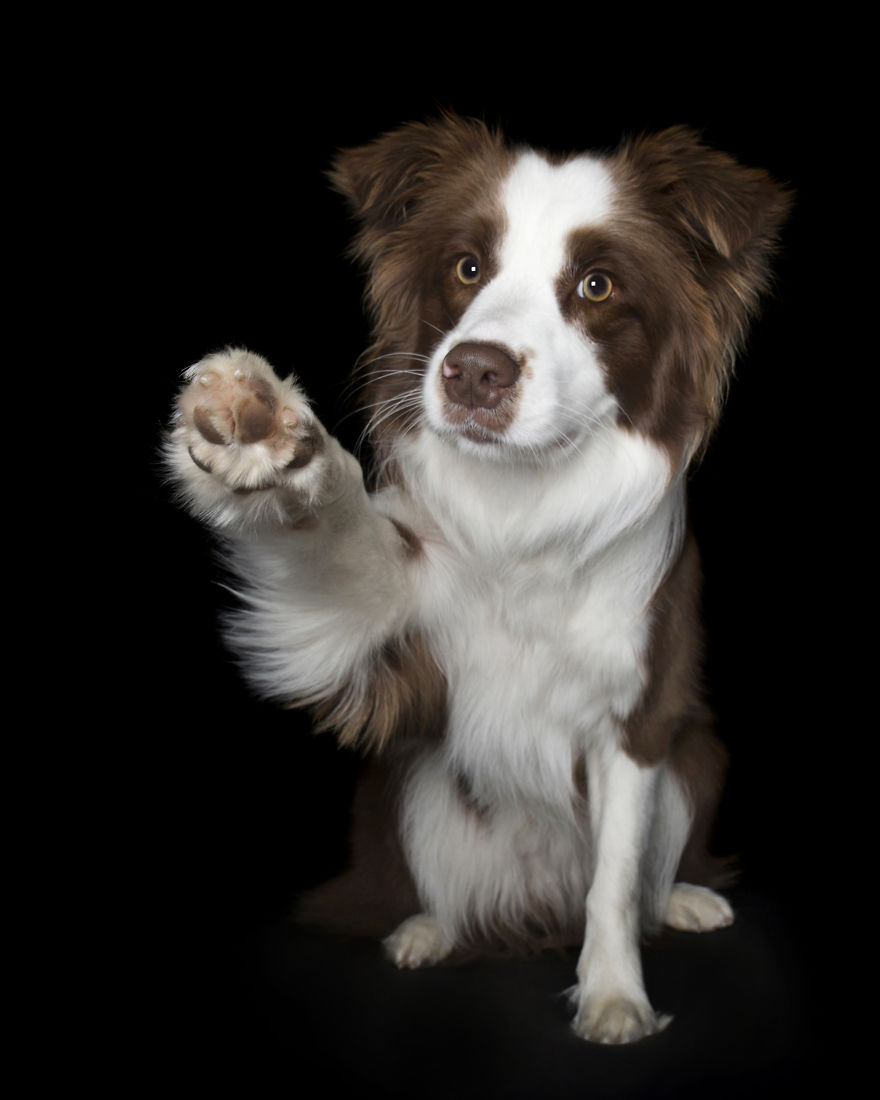 Paws Up: Animal Photographer Captures Dogs Saying 'Hi'