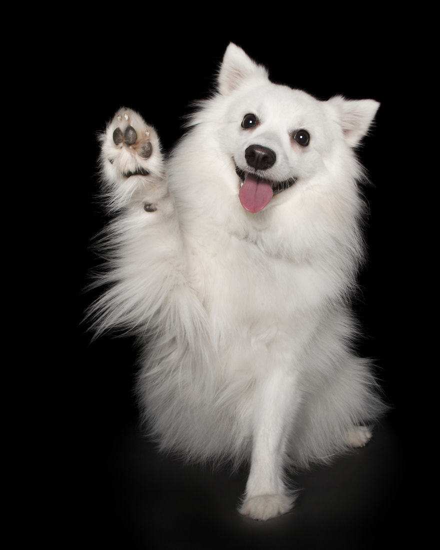 Paws Up: Animal Photographer Captures Dogs Saying 'Hi'