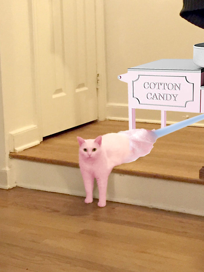 Cotton Catty