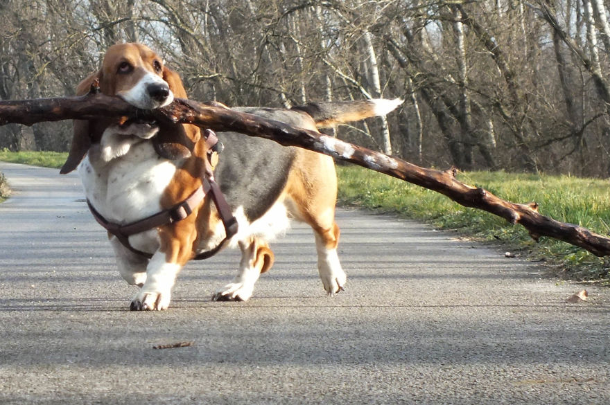 My Dog Has A Thing For Big Sticks