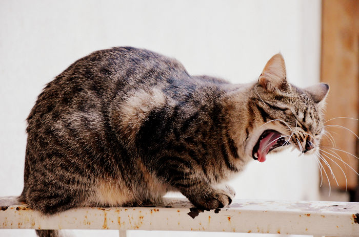 Yawn By Micius The Cat