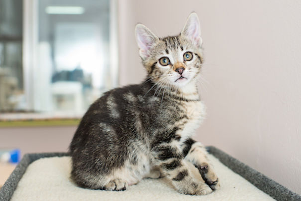 I Photograph Kittens At Kitten Rescue's New Nursery