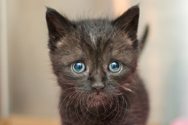 I Photograph Orphaned Kittens To Promote Adoption