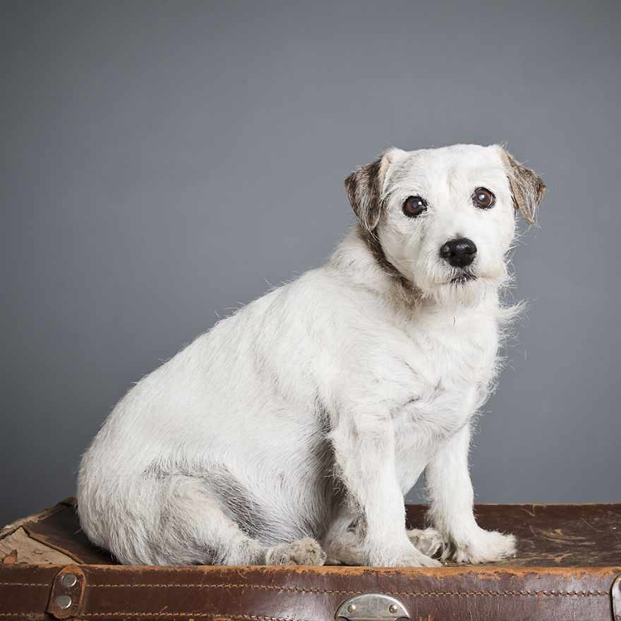 I Photograph Beautiful Old Shelter Dogs To Help Them To Get Adopted Faster