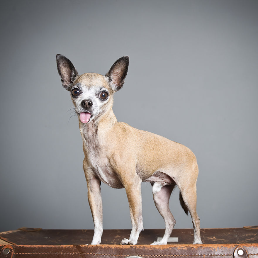 I Photograph Beautiful Old Shelter Dogs To Help Them To Get Adopted Faster