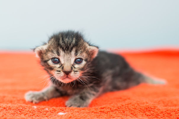 I Photograph Kittens At Kitten Rescue's New Nursery