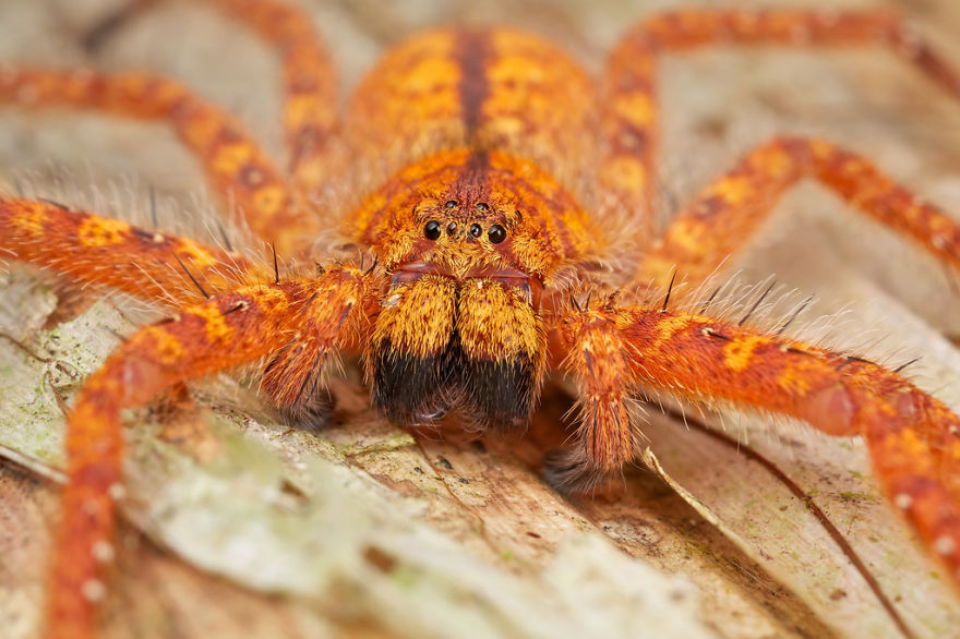 Don't Be Scared! These Are Just 10 Of The Most Beautiful Spiders In The World