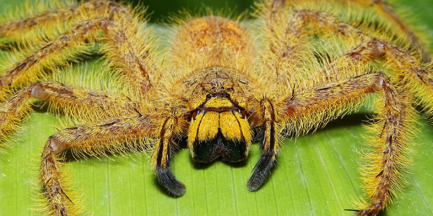 Don't Be Scared! These Are Just 10 Of The Most Beautiful Spiders In The World