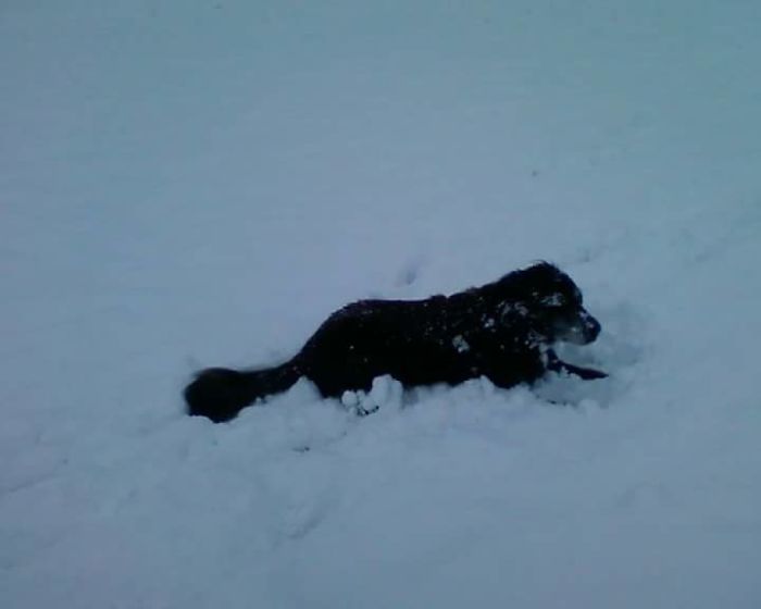 My Baby Boy, Hazard, Enjoying The Snow When He Was Younger.
