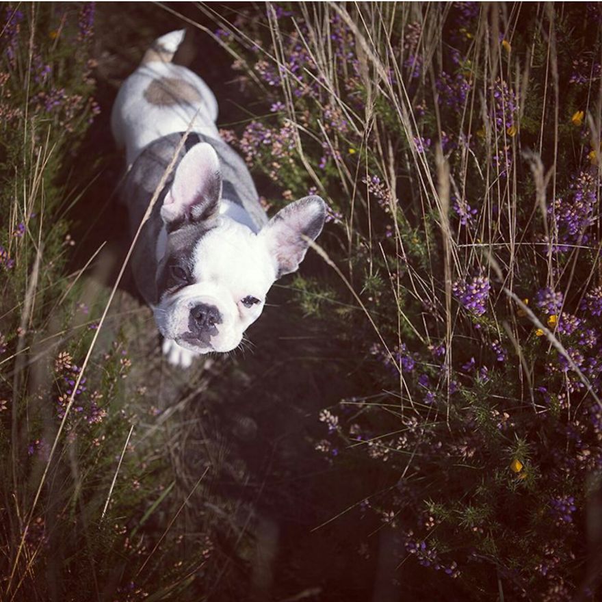 Adorable French Bulldog Puppy Darwin Loves To Pose For Pictures
