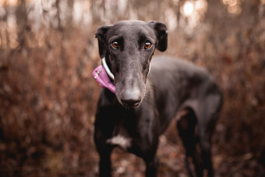After Adopting A Galgo I Decided To Photograph As Many Galgos As Possible