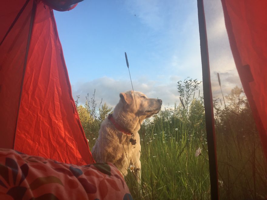 Me And My Dog Spent More Than 250 Nights Under The Stars Camping Across North America
