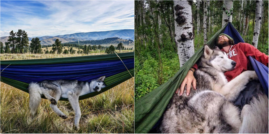 Go Camp With Your Dog!