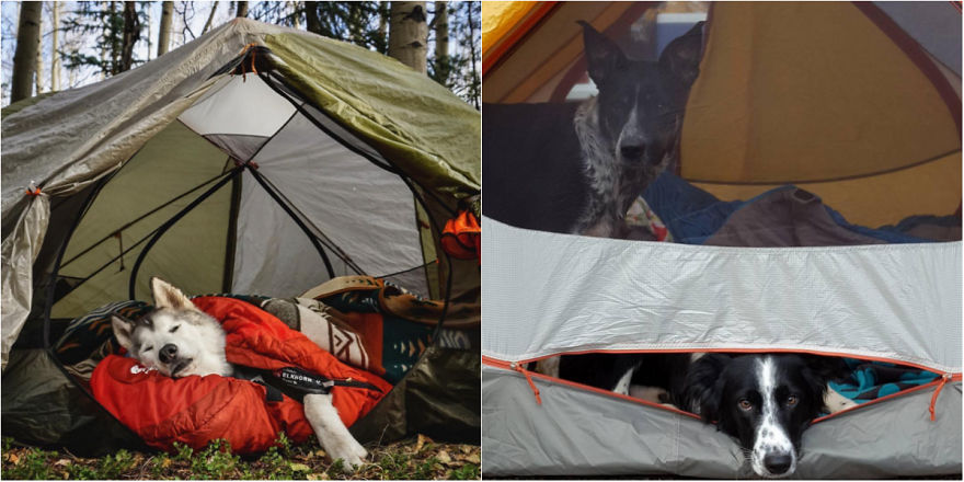 Go Camp With Your Dog!